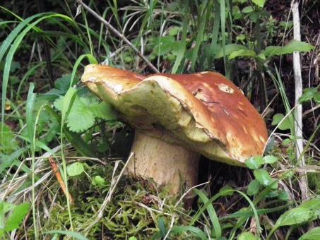 Free Stock Photo of Edible mushroom manar
