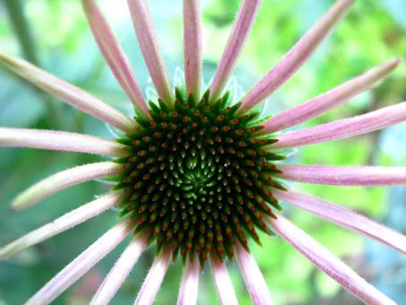 Free Stock Photo of Garden Flowers
