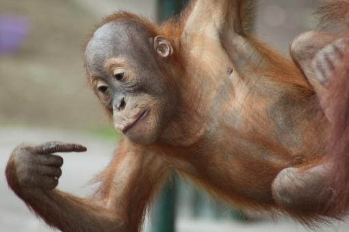 Free Stock Photo of Baby Orangutan