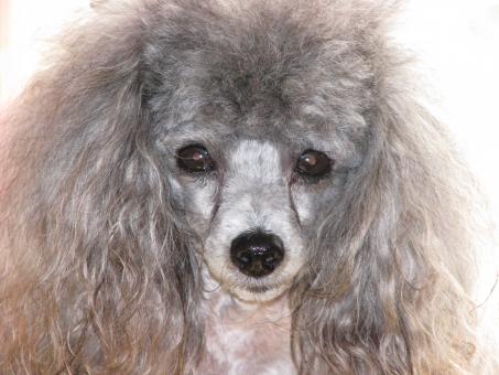Free Stock Photo of Toy Poodle