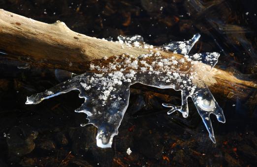 Free Stock Photo of Stuck in the Lake