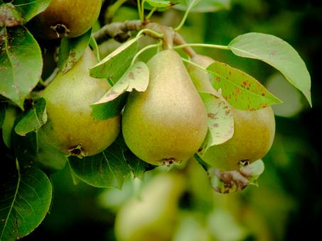 Free Stock Photo of Pears