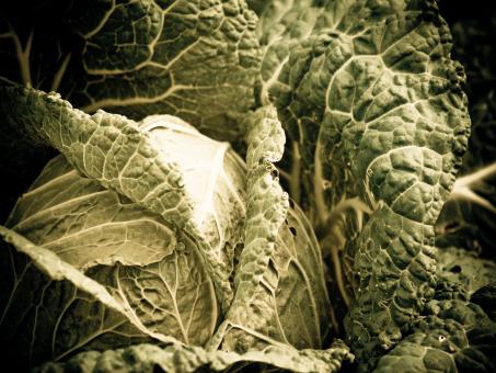 Free Stock Photo of Cabbage