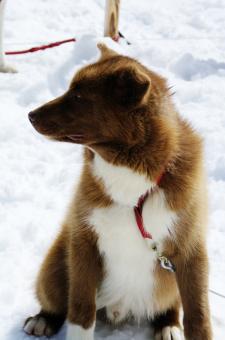 Free Stock Photo of Close up with a husky
