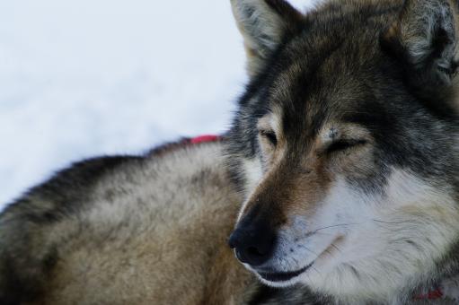 Free Stock Photo of Close up with a grey husky