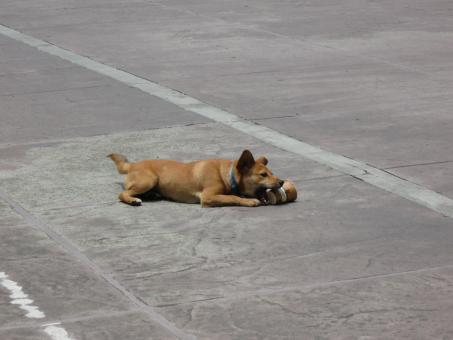 Free Stock Photo of Dog Playing With Cup