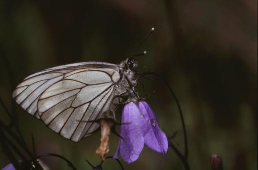 Free Stock Photo of BUTTERFLY