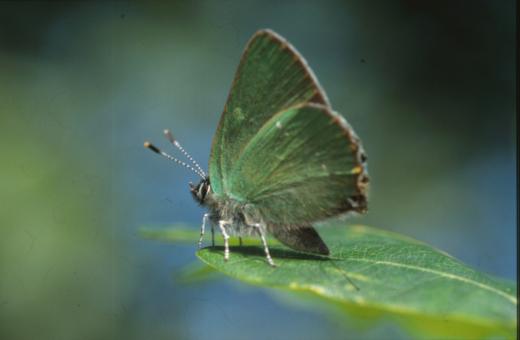 Free Stock Photo of BUTTERFLY