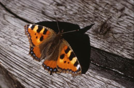Free Stock Photo of BUTTERFLY