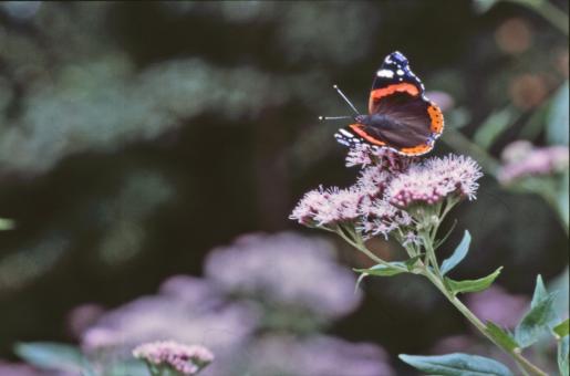 Free Stock Photo of BUTTERFLY