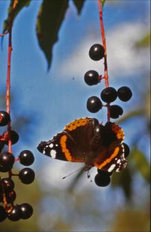 Free Stock Photo of BUTTERFLY