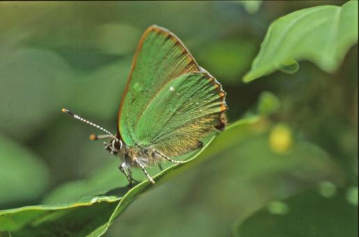 Free Stock Photo of BUTTERFLY
