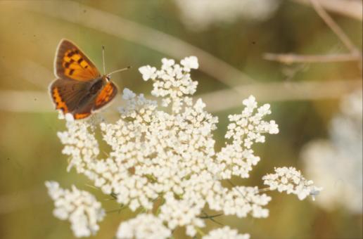 Free Stock Photo of BUTTERFLY