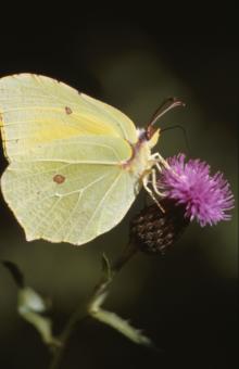 Free Stock Photo of BUTTERFLY