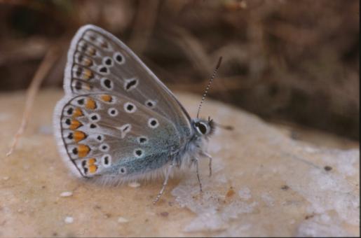 Free Stock Photo of BUTTERFLY