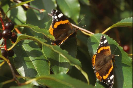 Free Stock Photo of BUTTERFLY