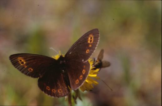 Free Stock Photo of BUTTERFLY
