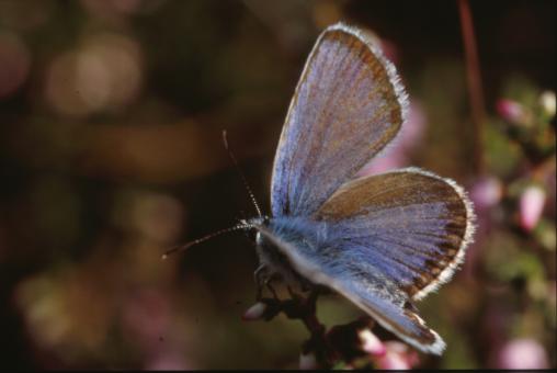 Free Stock Photo of BUTTERFLY