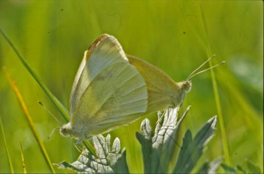 Free Stock Photo of BUTTERFLY