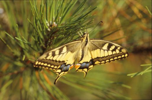Free Stock Photo of BUTTERFLY