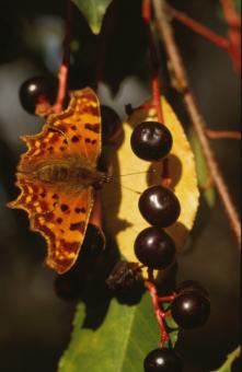 Free Stock Photo of BUTTERFLY