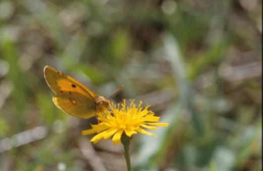 Free Stock Photo of BUTTERFLY