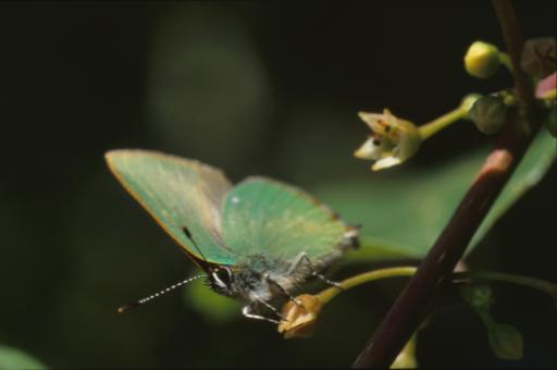 Free Stock Photo of BUTTERFLY