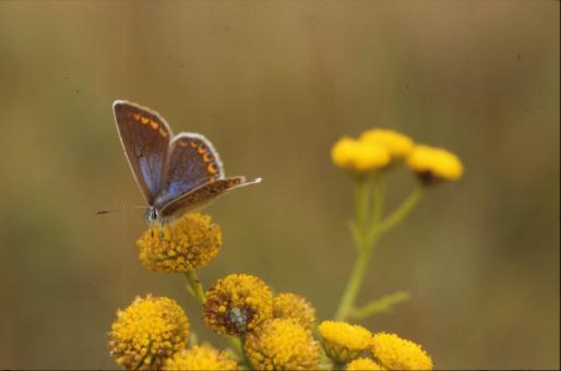 Free Stock Photo of BUTTERFLY