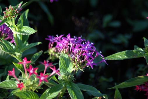 Free Stock Photo of Fushcia Flower