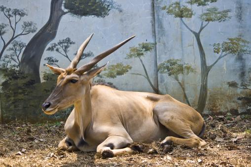 Free Stock Photo of Deer Buck