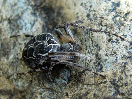 Free Stock Photo of Garden Spider