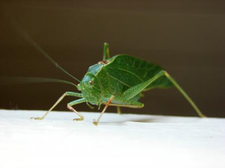 Free Stock Photo of Katydid