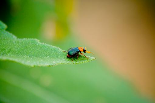 Free Stock Photo of Beetle