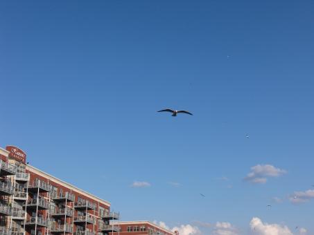 Free Stock Photo of Bird in Flight