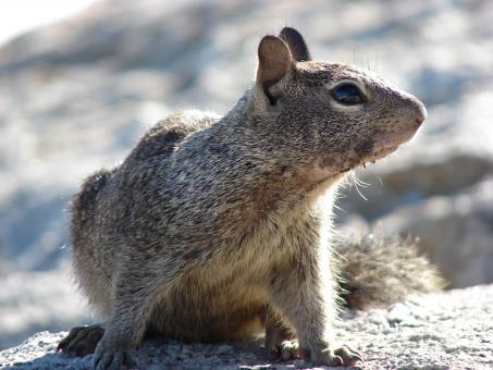 Free Stock Photo of Squirrel