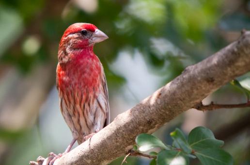 Free Stock Photo of Birds, purple finch