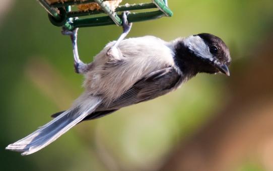 Free Stock Photo of Birds, Carolina Chickadee