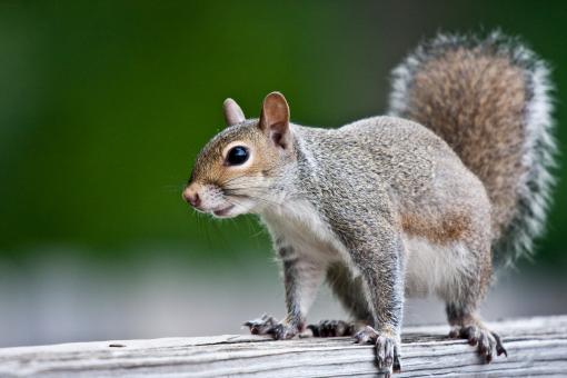 Free Stock Photo of Squirrel