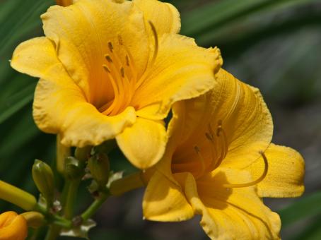 Free Stock Photo of Flowers in the Garden