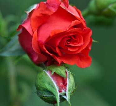Free Stock Photo of Flowers in the Garden