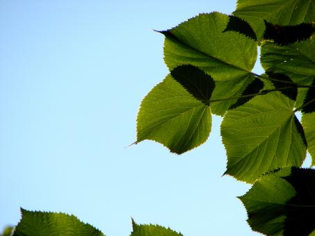 Free Stock Photo of Green Leaves