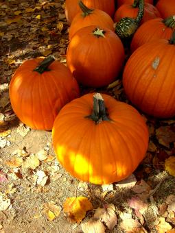 Free Stock Photo of Pumpkins!