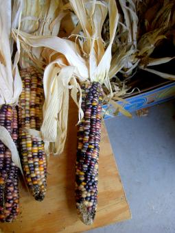 Free Stock Photo of Dried Corn Husk