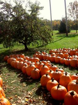 Free Stock Photo of Pumpkin Patch Row