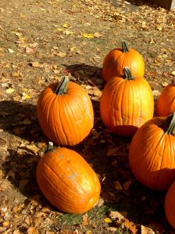 Free Stock Photo of Individual Pumpkins