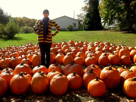 Free Stock Photo of Pumpkin Field