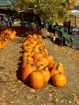 Free Stock Photo of Pumpkin Patch Row