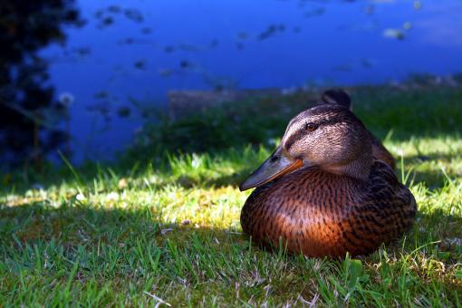 Free Stock Photo of Mallard at rest