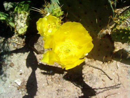Free Stock Photo of Yellow Flower