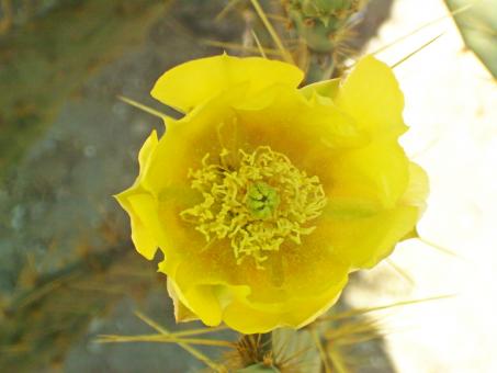 Free Stock Photo of Yellow flower close-up